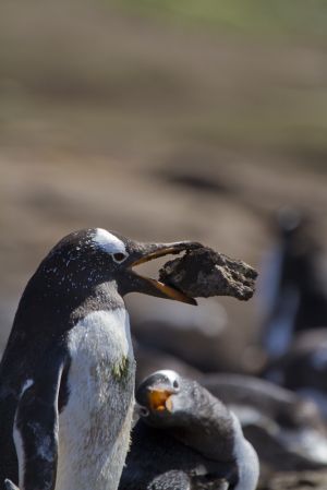 New Island, West Falklands 178.jpg